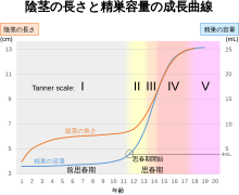 医師監修】男性器の平均サイズとは？ - 夜の保健室