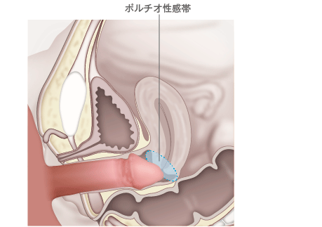 短小ってどんなちんこ？ちん長の伸ばし方・粗チンから卒業する方法まとめ - メンズラボ