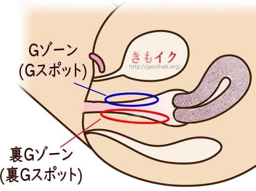 手マン・挿入でGスポットで中イキさせる方法【図解・動画】 | セクテクサイト