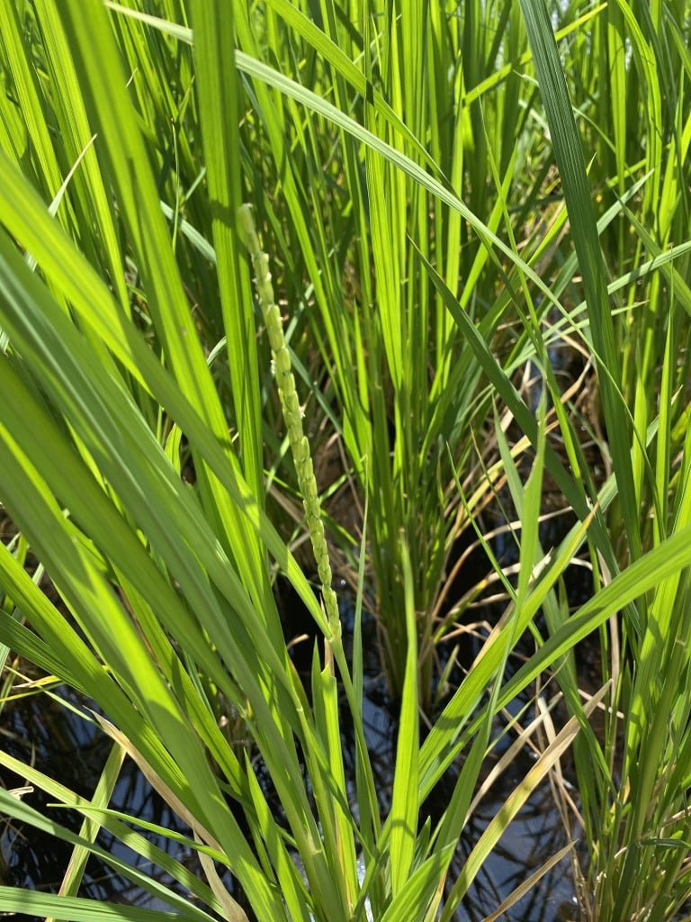 蓮、ハチの巣、スイスチーズ穴の集合体に恐怖を感じるのはなぜ？ログミーBusiness