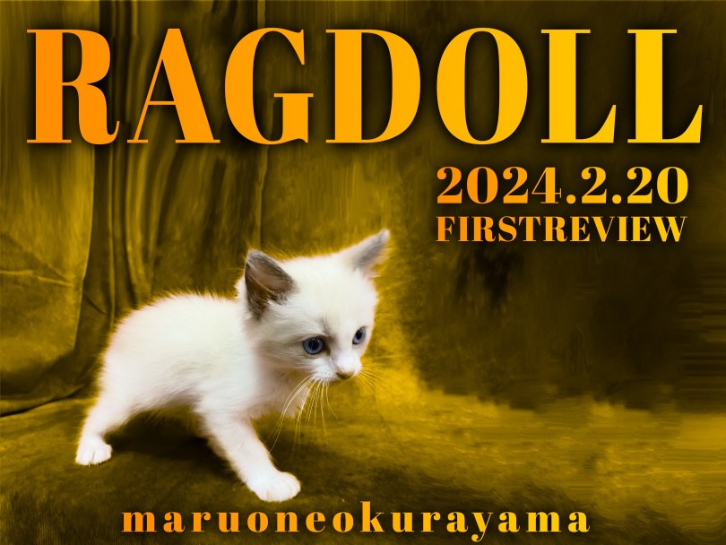 パパちゃんお仕事写真🤳 と 待ってたぼくにゃ🥹熱海 海 スキューバーダイビングダイビング 秋海ねこねこ部猫短足マンチカン短足まんちかんまんちかんマンチカンまんたろーcatmunchkinマンチカン短足猫好きさんと繋がりたい ねこのいる生活