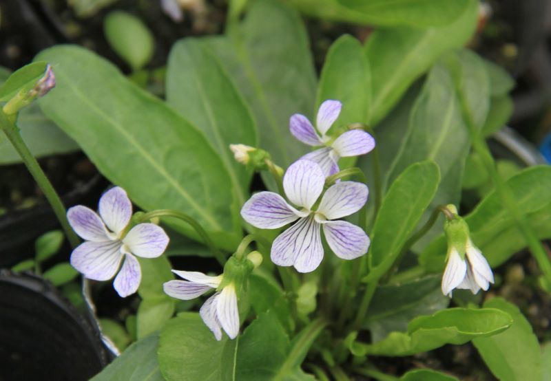 スミレ 菫- 野の花ノート