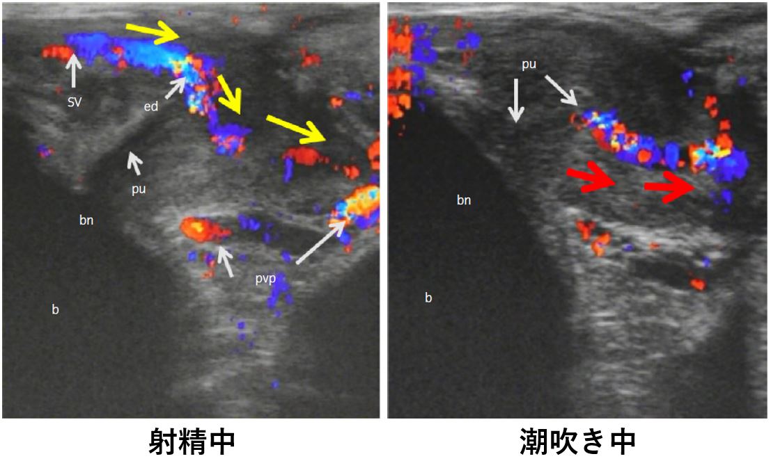 鯨はどうして海の中で呼吸できるの？長く息を止められる体の仕組み | バンダイによる、遊びと学びのココロ育むファミリーエンタメサイト