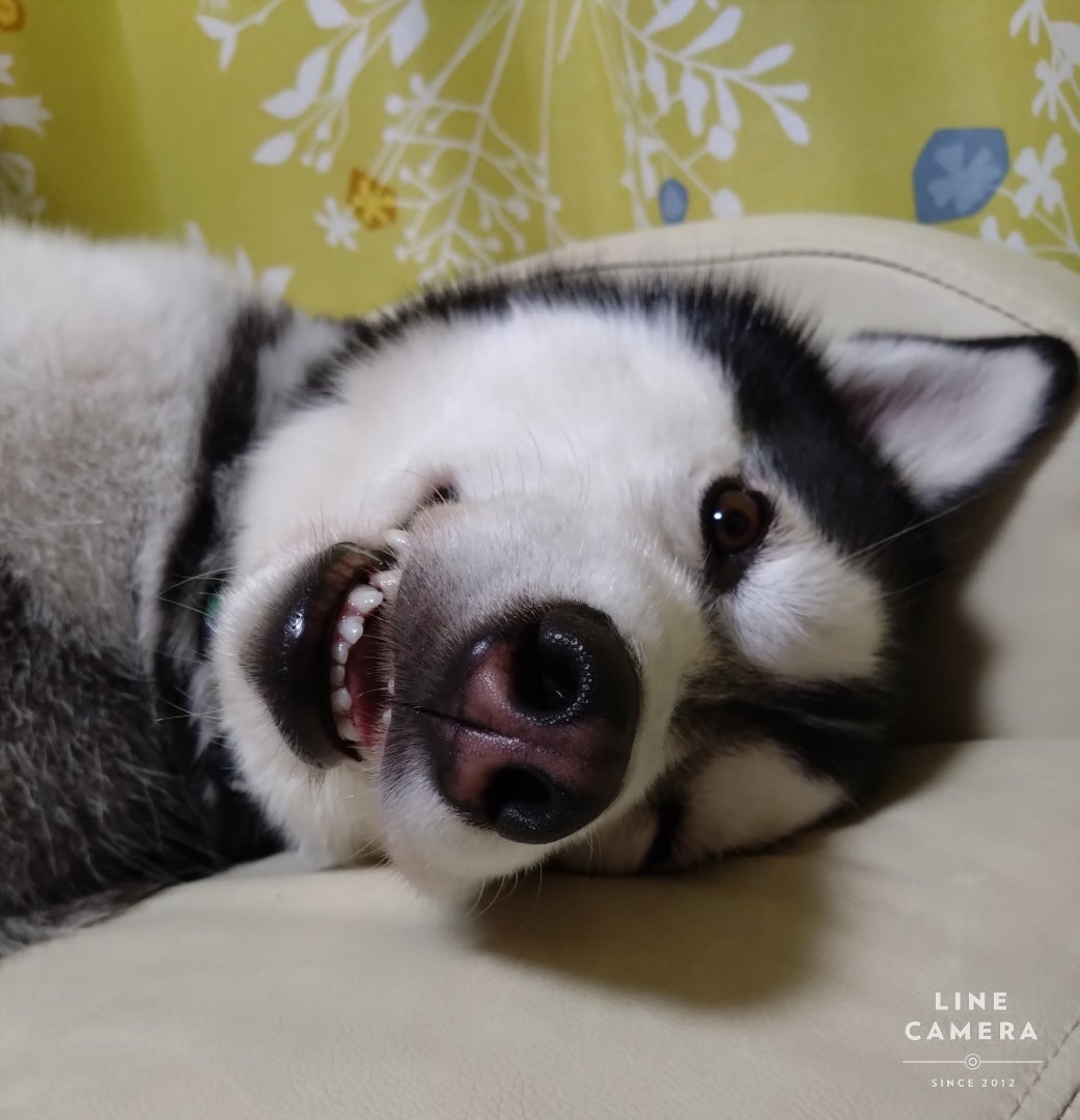 寝ぼけ顔の可愛い赤ちゃんTikTok