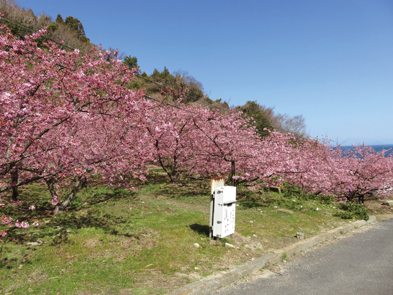 河津桜まつり2025 開花予想、桜の名所、注意点など、2月の東京近郊のお花見ガイド