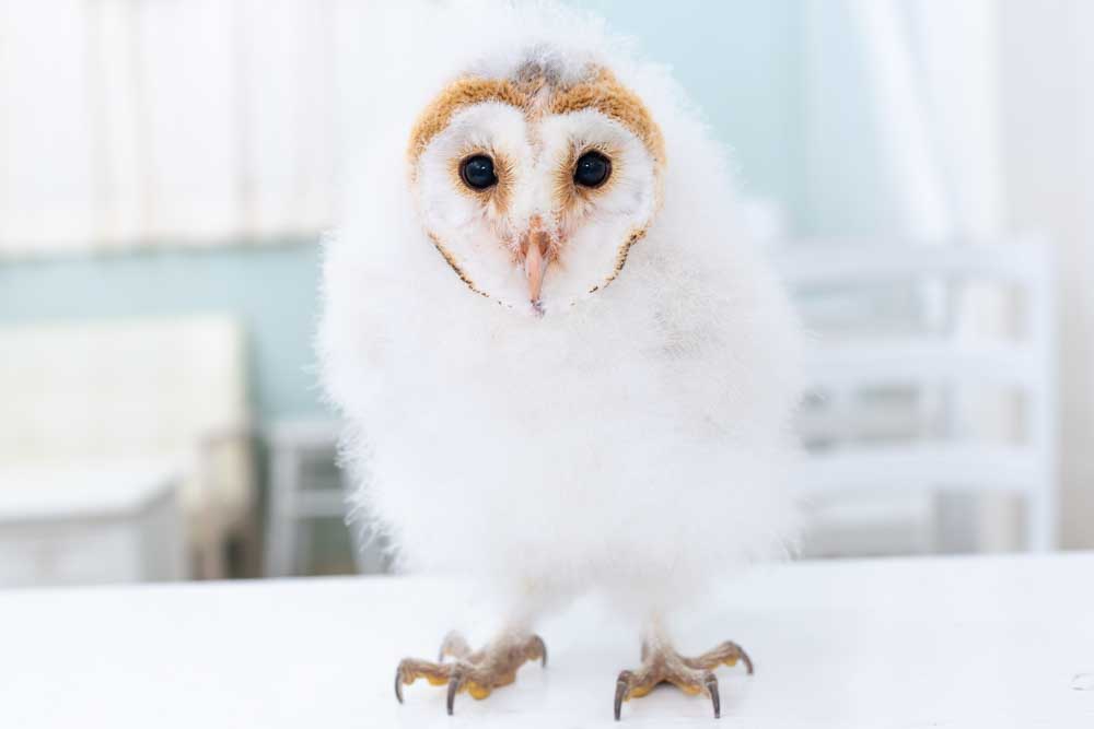 フクロウをペットにするなら“恋の駆け引き”が有効？2000回以上フリーフライトをするマニアが語る極意となりのカインズさん