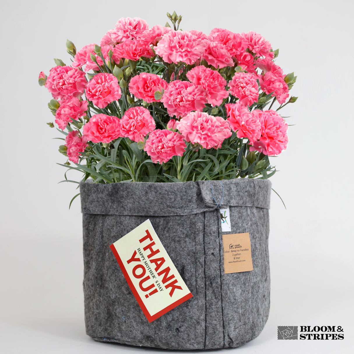 カーネーション 赤系 母の日への贈り物 プレゼント ギフト カーネーション 花 アレンジ 鉢植え 5号 鉢 国産 花鉢 鉢花 フラワーアレンジメント 母 の日ギフト フラワーギフト お祝い 母の日 - 茨城県那珂市ふるさとチョイス - ふるさと納税サイト