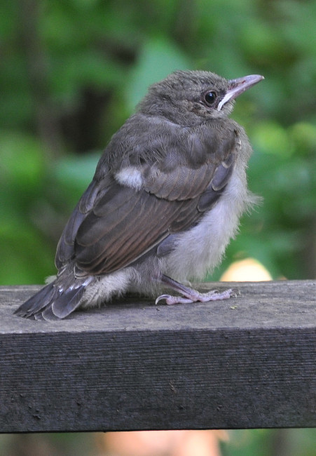 ヒヨドリ、鳴き声からその名がついたバードウォッチwing