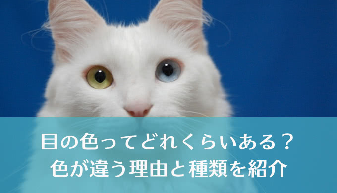 目が青い人は日本に来ると眩しい！？目の色で見え方はかわるのか - わたしのメガネと目のブログ