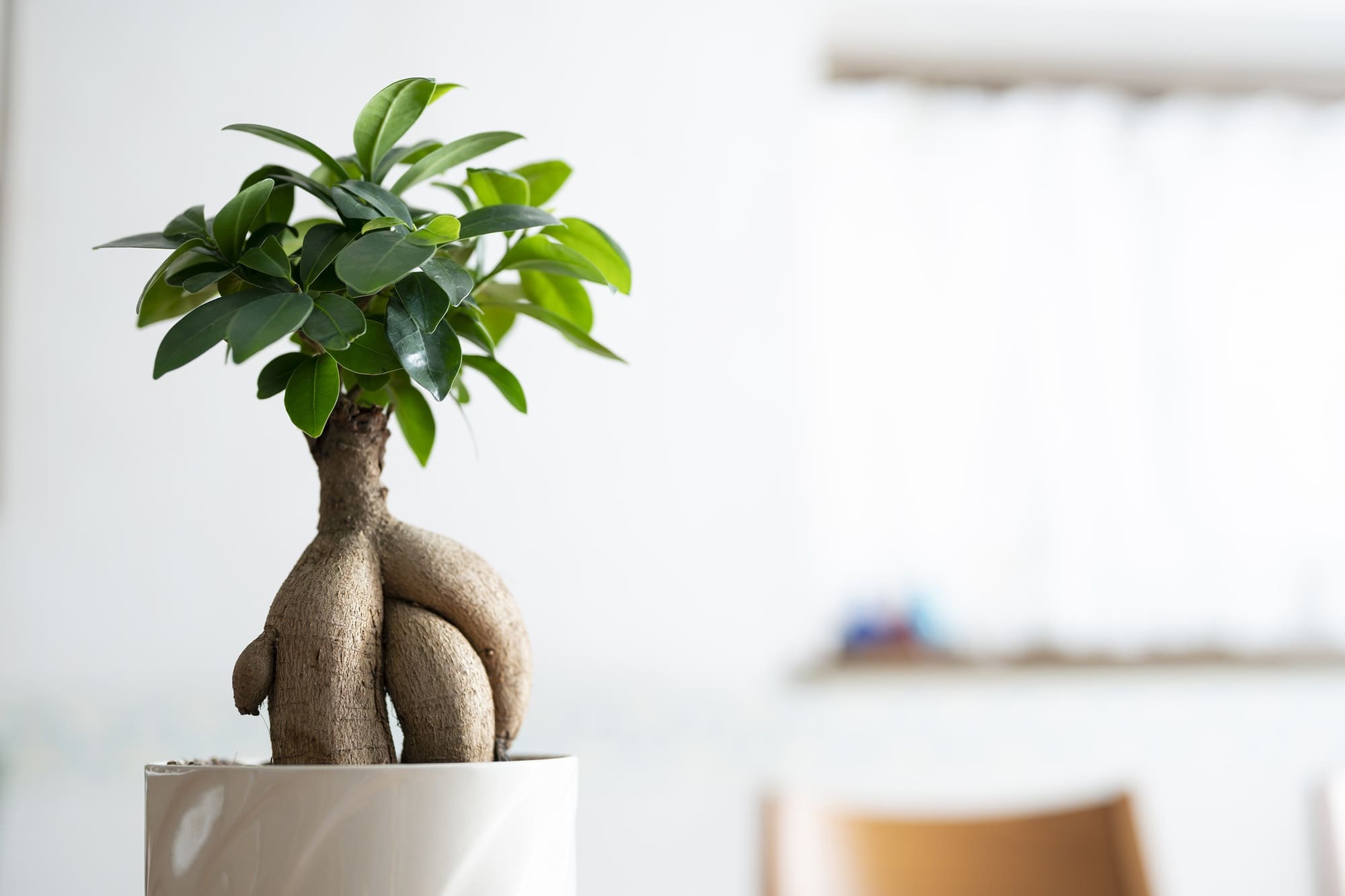 プロおすすめの初心者も育てやすい観葉植物15選室内での育て方とは？HORTI by GreenSnap