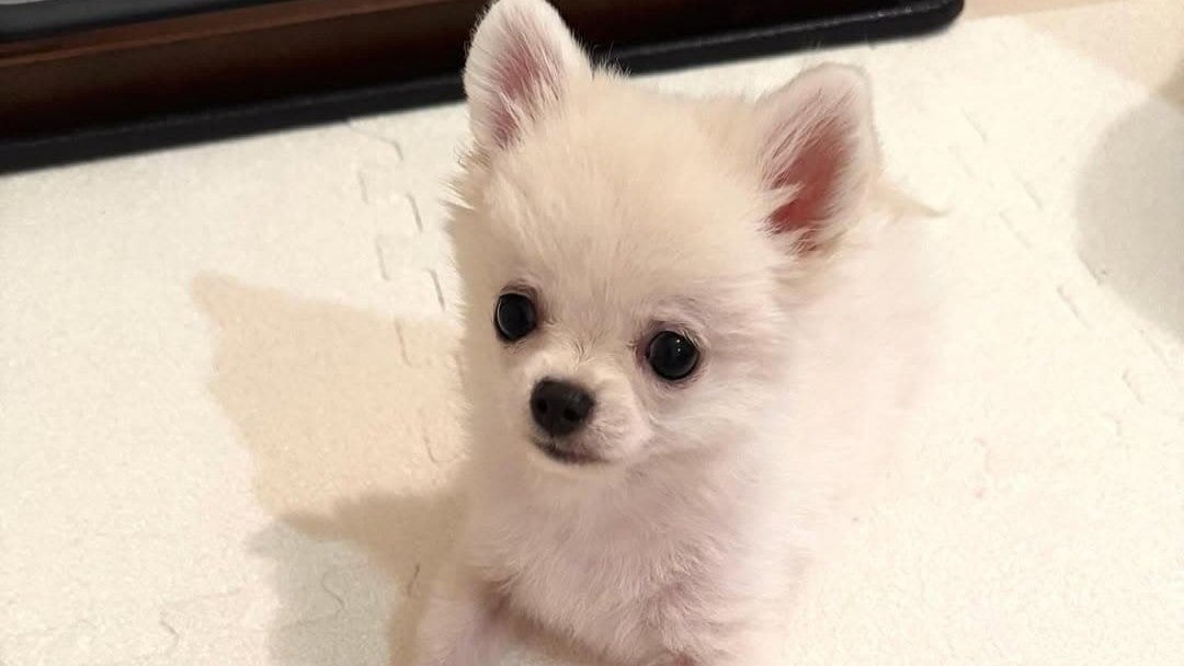 ABEMAエンタメ - 市川團十郎 47 「顔が倍ほどに腫れてました」長女・麗禾 13 と長男・勸玄 11 の行動に感激