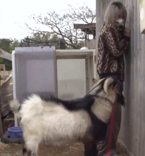 タヌキの家族 白井市内- shuの花日記