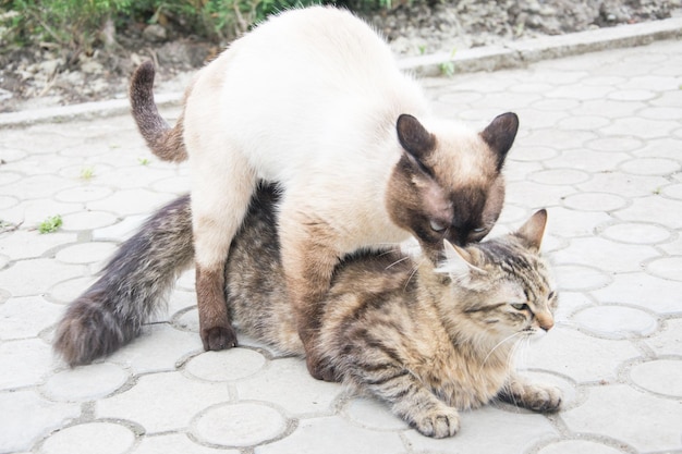 交尾中に喘ぐネコ。気持ちよさそ～。 野良猫物語 37話