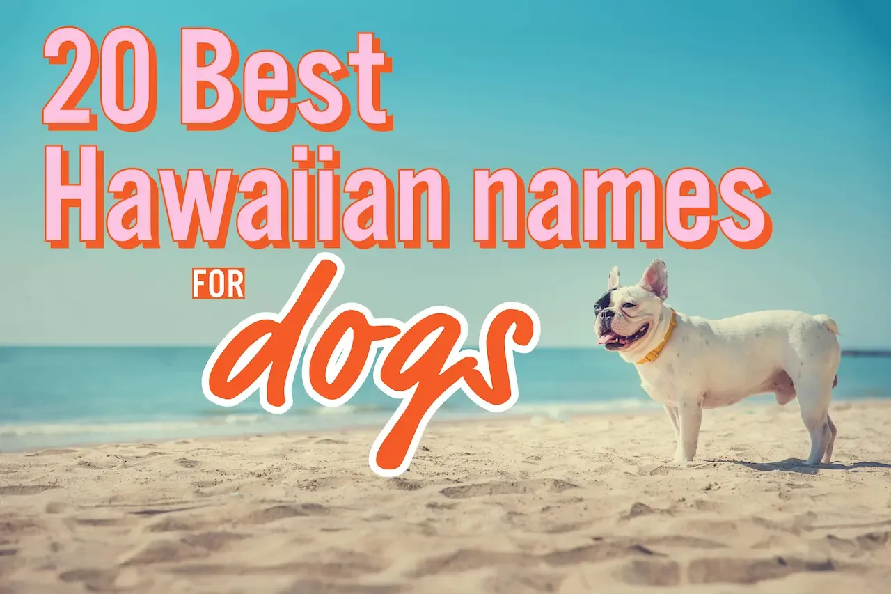 子供やペットの名付けにもハワイ由来の可愛い名前を集めました🌺 それぞれ素敵な意味もまとめているのであわせて見てみてね📝 ハワイ語 は日本人にも発音がしやすいのため、日本人の名前にしてもあまり違和感がない言葉がたくさん🌈 俳優のキアヌリーブスや、サーフィン