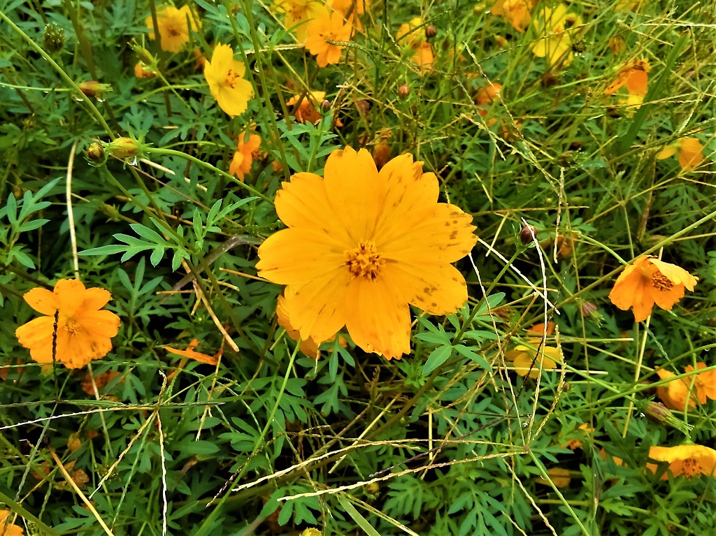 ライフアンドハース : マリーゴールドの丘公園の芝桜