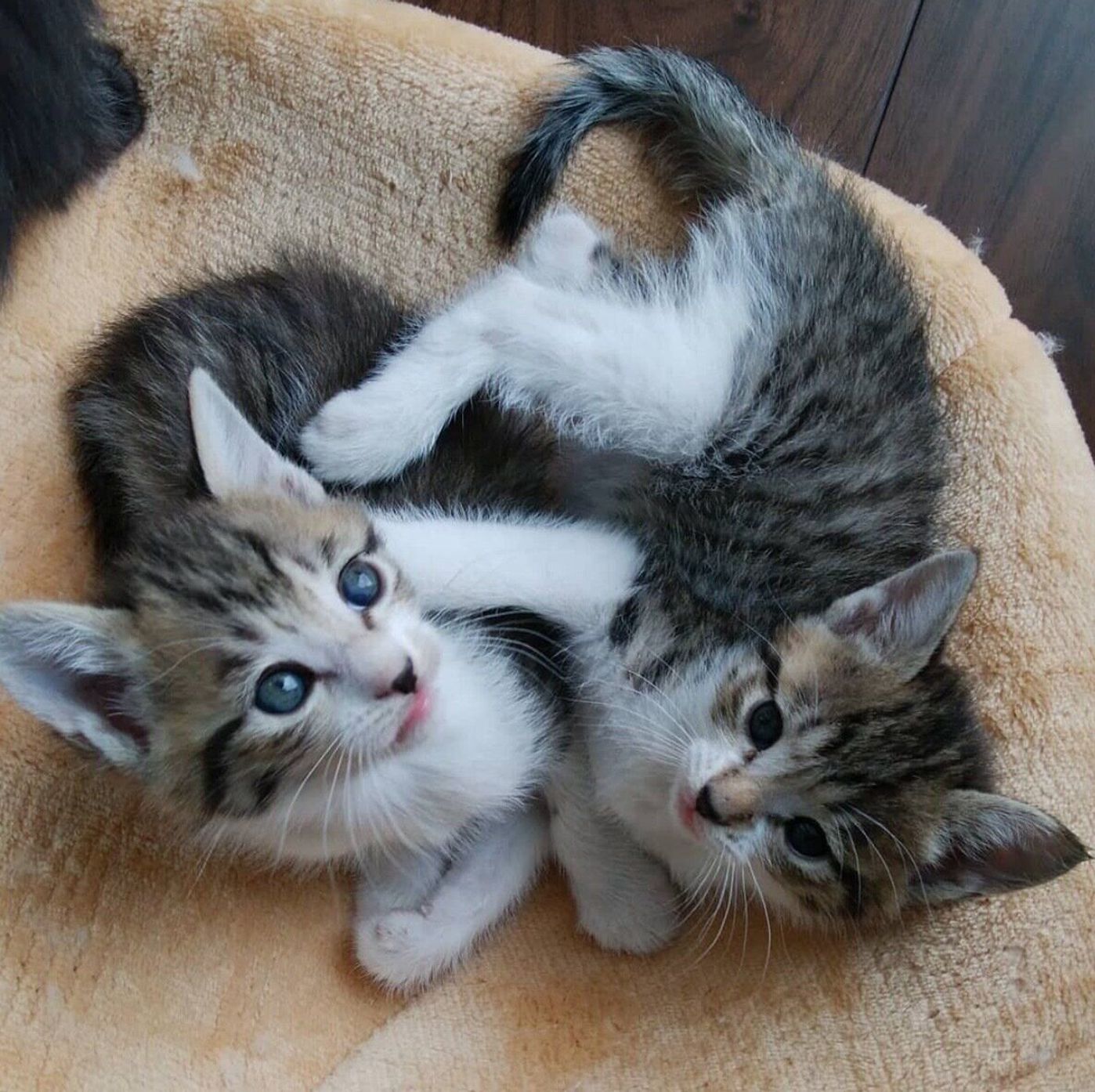 幸せのお届け 仲良し兄弟猫を2匹一緒に迎えていただきました