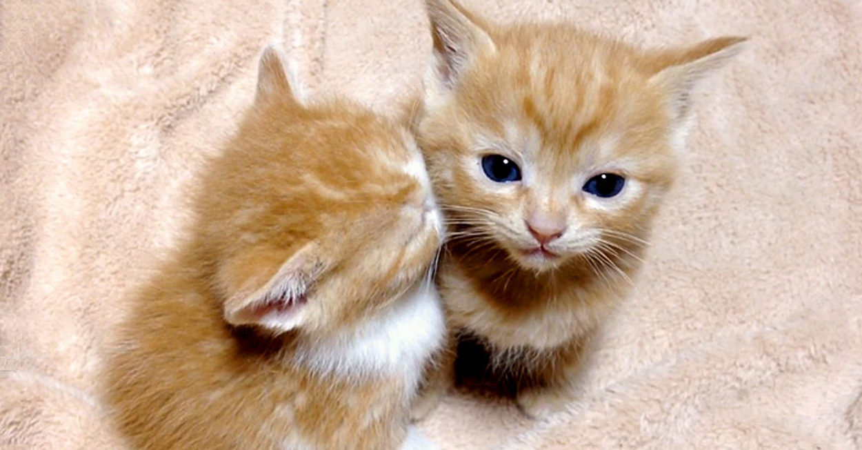 大きくなっても寝る時は一緒 保護猫兄弟はいつまでも仲良しStartHome