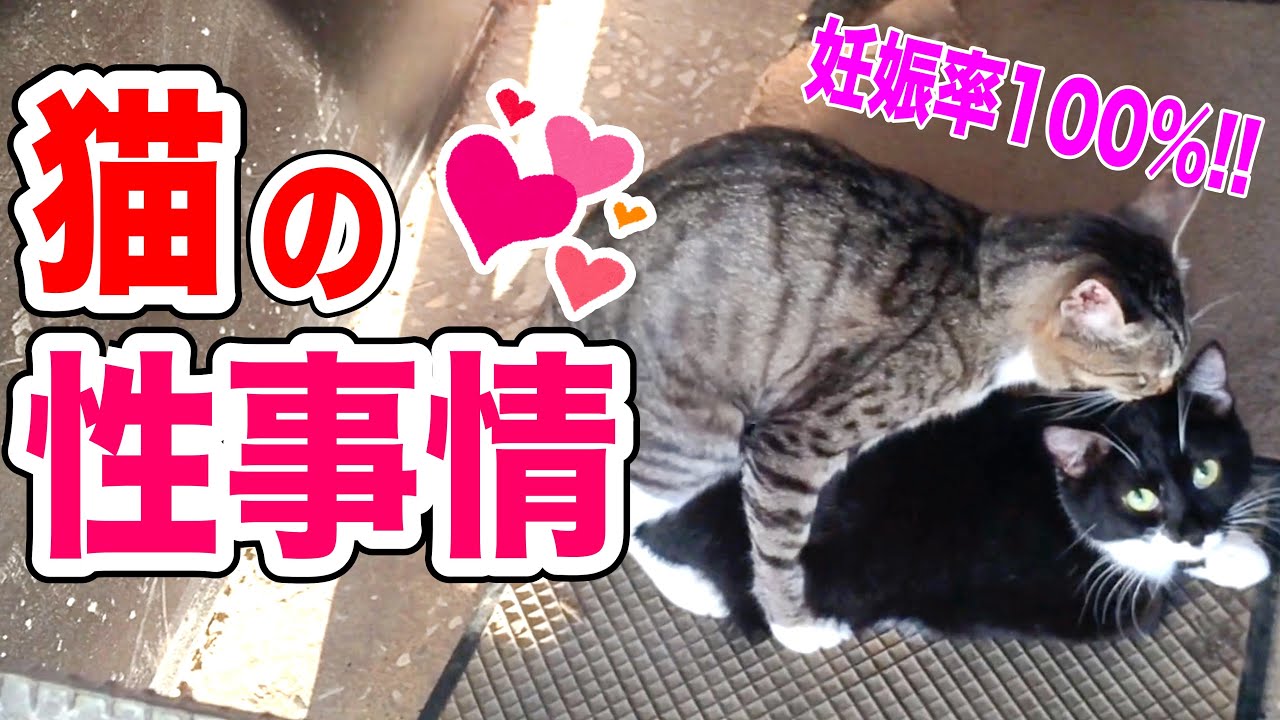 ボクサーパンツ飛び猫(男女兼用ユニセックスサイズ)送料無料 | 猫雑貨のお店