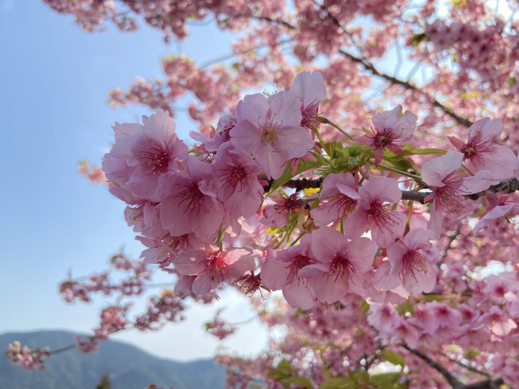 四浦展望台 津久見市にある四国と桜を一望できる展望台│LOG OITA