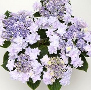 ウェディングに♡アンティークピンクな紫陽花のUピン L:３本セットアジサイ 紫陽花 あじさい ウェディング 結婚式 成人式 前撮り 髪飾りFlower Design Studio K Create