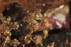 十四代 龍の落とし子大極上』は、爽やかな香りに上品な味わいの日本酒日本酒探訪