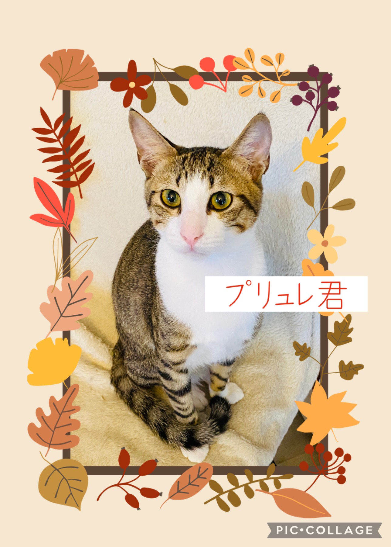 リボーンドール クロスボディー クリクリお目々が可愛い男の子 新生児サイズ