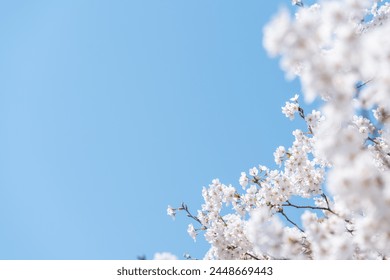 桜がプリントされた「ツリータペストリー」で、お部屋もお花見気分！ -what's new-子供服のブランシェスBRANSHESコーポレートサイト