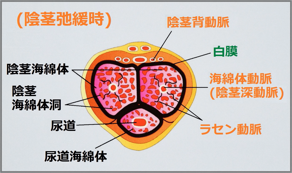 ヒトの陰茎のサイズ - Wikipedia