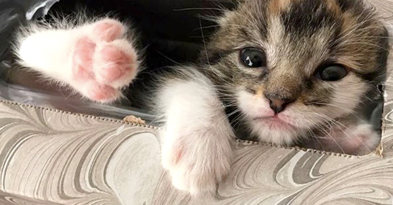 ある日突然、家の中から子猫が消えた！ 家族総出で家中を探し回っていると、1時間後に予想外の場所で発見！エウレカ