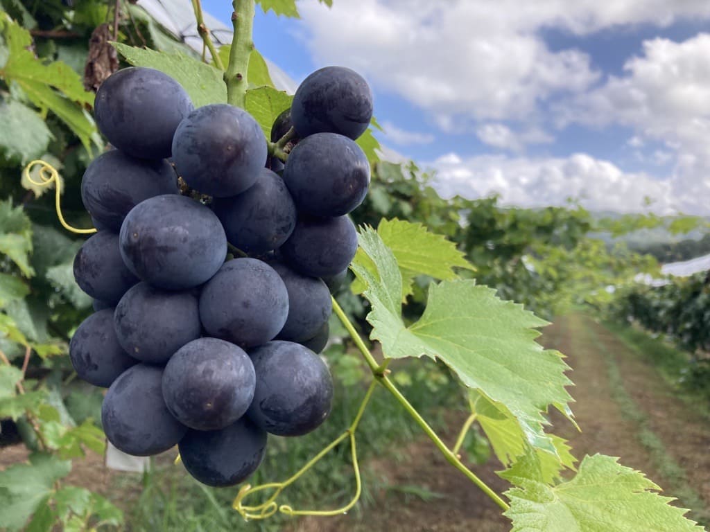 藤稔の燻製ぶどう「藤の燻」にっぽんの宝物shop公式サイト