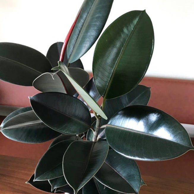 画像・写真菊地凛子、1500万円のプラチナケーキに感嘆 3枚目オリコンニュース ORICON NEWS