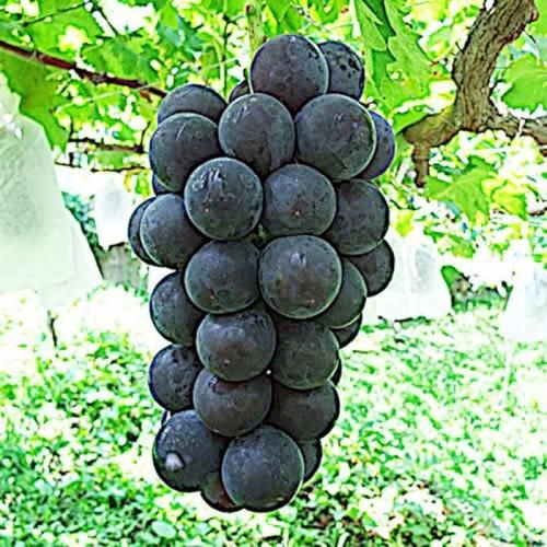 楽天市場送料無料 藤稔 2kg3〜4房山梨県産 ぶどう 超大粒 黒ブドウ 近年大人気品種 : 厳選山梨ドリームショップ