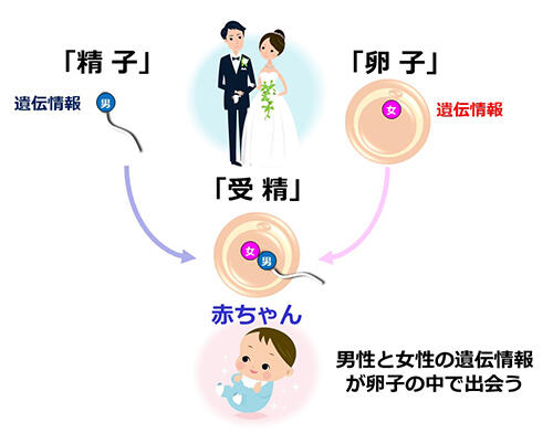 科学的に精液の苦味を改善する方法 - Genspark