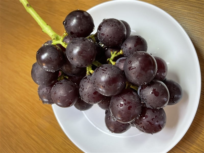 2023年9月発送開始『定期便』ぶどう通におすすめしたい!藤稔と紫苑が旬の時期に届く2回便!岡山県真庭市ふるさと納税サイト「さとふる」