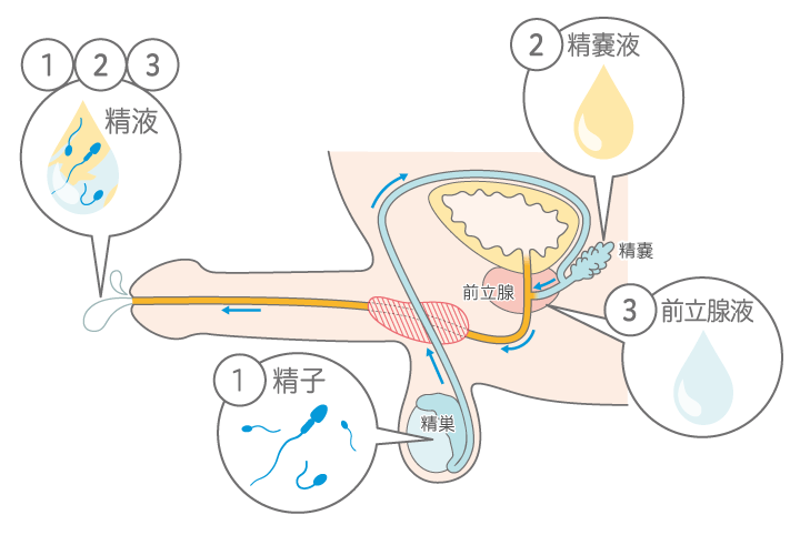 精子の味」婦人科の相談。☆綾女☆さん（34歳/女性）の投稿。【CARADA 健康相談】 医師や専門家に相談できるQ&Aサイト。30万件以上のお悩みに回答