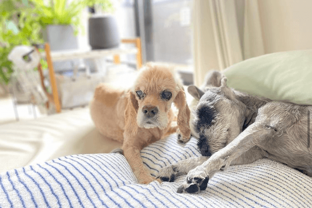 室内犬のための部屋の作り方！レイアウトの工夫やインテリアの選び方など2 2わんちゃんホンポ