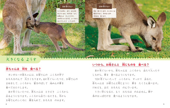 カンガルー動物図鑑 特徴と生態動物生き物サイト