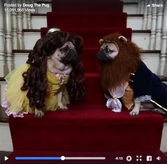 スケボー犬,skateboard ,skateboarddog ,まだ結婚できない男,たつお,ケン,pug,パグ,ぱぐ,pugstagram,パグスタグラム,パグのいる生活,パグのいる暮らし,田中太郎,イケパグ,puglife,puglove