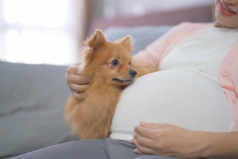 ペットと一緒にマタニティフォトを撮ろう – 老舗マタニティフォト専門スタジオStudio-navel ネーブル 東京・大宮・名古屋