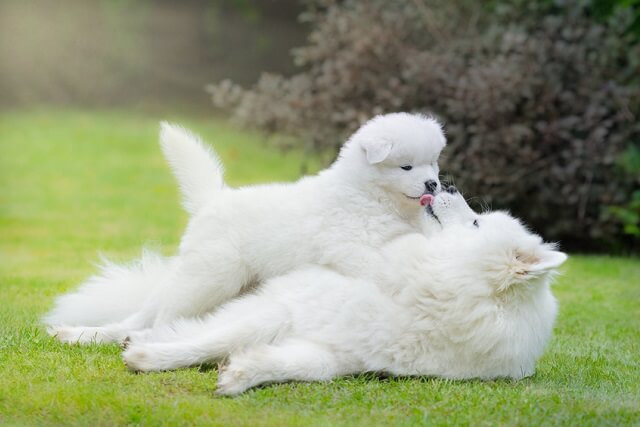 子犬はいつまで母犬と一緒にいるべき？連載・西川文二の「犬ってホントは」vol.11いぬのきもちWEB MAGAZINE