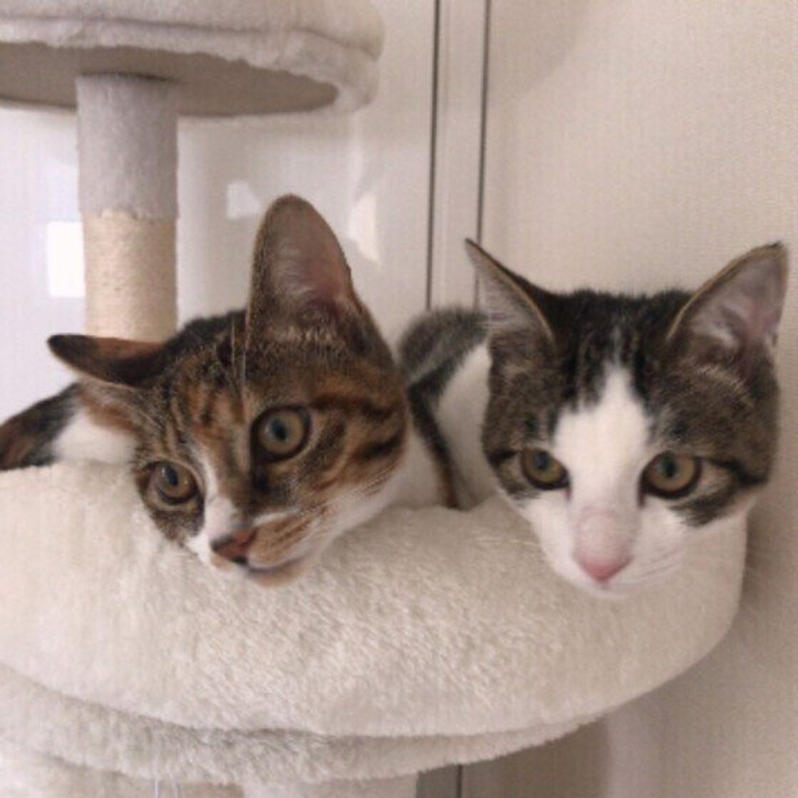 仲良しマウント」の写真が話題になった保護猫兄弟 生後9カ月になった現在の「成長した姿」にグッとくる！ねこのきもちWEB MAGAZINE