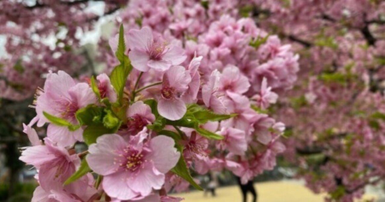 610点を超える桜 卒業のイラスト素材、ロイヤリティフリーのベクター素材グラフィックスとクリップアート - iStock