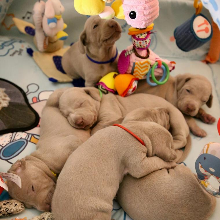 犬の近親交配や遺伝の仕組みを専門家が解説 遺伝疾患や障害を引き起こす交配とはペトコト PETOKOTO