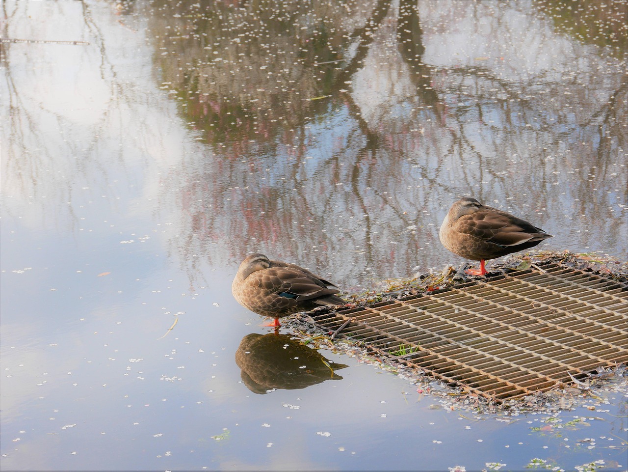 いい夫婦の日無料テンプレートデザイン。イラストや画像付きも豊富 - Canva キャンバ