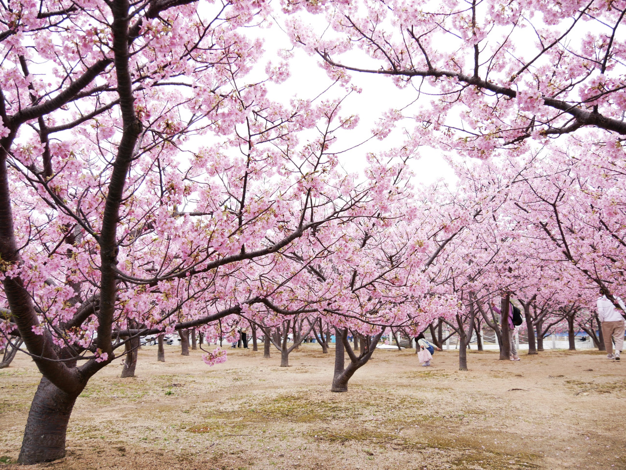 幻想的に色づく夜の散歩道！「河津桜まつり」のライトアップへ行ってみようたびらい観光情報