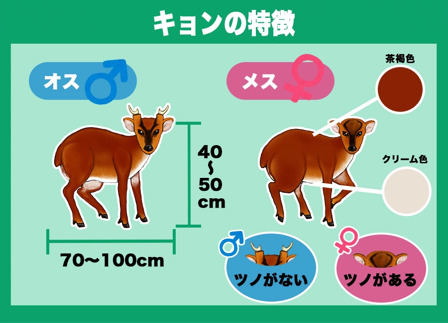 外来シカ「キョン」千葉で5万頭！ 元戦場ジャーナリストが有効活用へマイナビ農業
