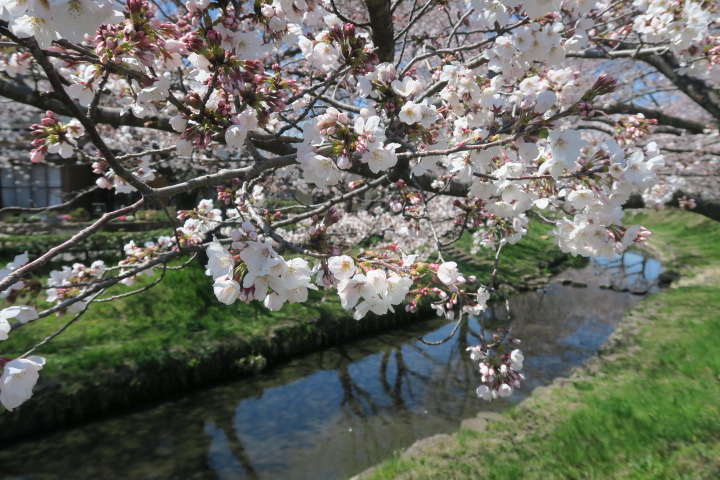 釜鳴屋平七夫婦像とあたみ桜 – 歩いてみたブログ