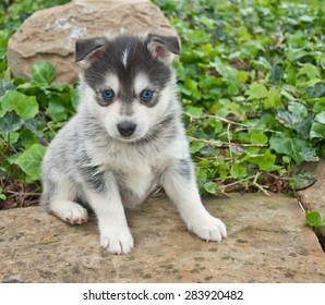 レア―！🐶☆ポンスキーの赤ちゃん！女の子