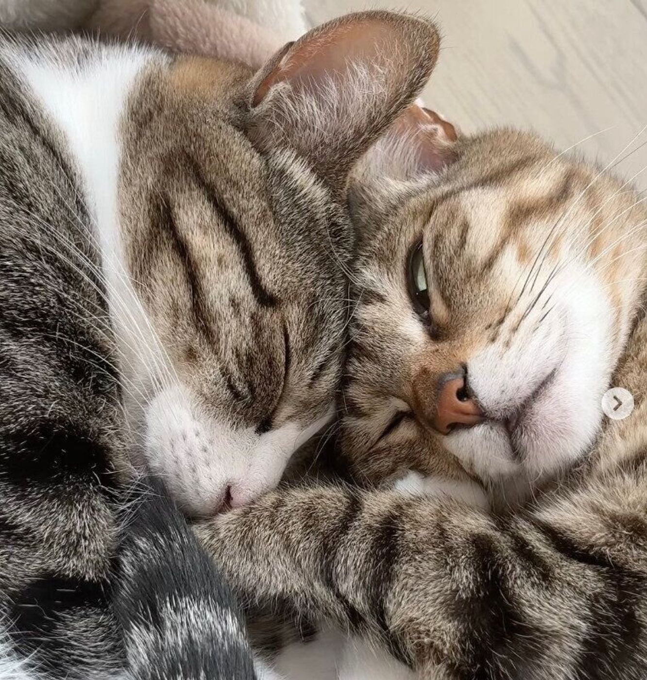 猫の兄弟は仲良しなのか その不思議な関係性とはねこちゃんホンポ