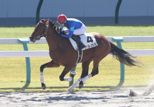 POG】2022/11/12デビュー ２歳新馬 競馬王新聞×ゆるっとまとめ